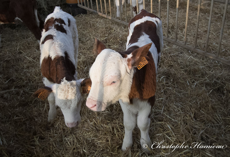 À 2 ans 1/2 les vaches ont leur premier veau et deviennent laitières