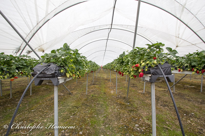 Les fraises sont cultivées hors-sol, avec arrosage en goute à goute