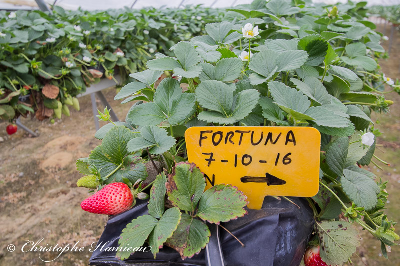 La variété Fortuna est la fraise cultivée à Caña del Trompo