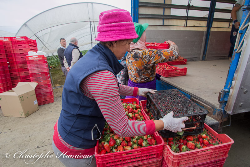 En vrac les fraises destinées à l'industrie