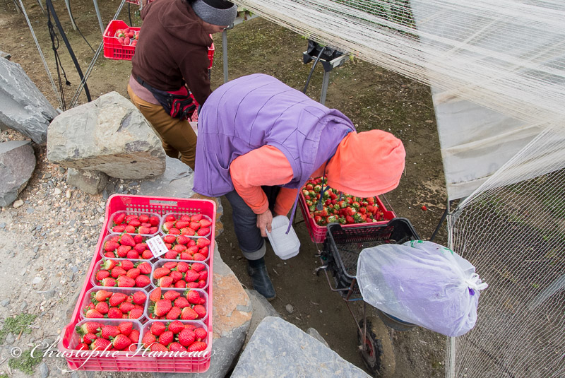 Les fraises sont triées dès la cueillette