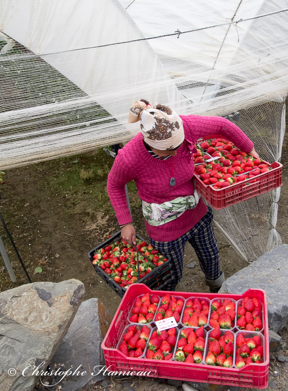 Les fraises sont récoltées avec soin et à la main
