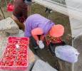 Les fraises sont triées dès la cueillette