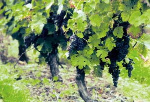 La négrette, le cépage des Vins de Fronton