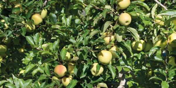 Pommes Golden AOP du Limousin
