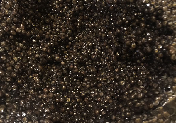 Caviar, l'or noir des Fêtes