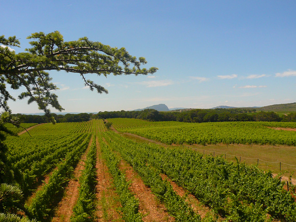 Vignoble de l'Hérault ©Sabrina Lucchese