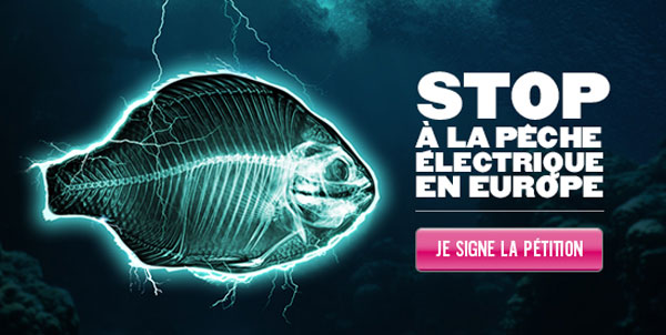 Dites Stop à la pêche électrique en Europe