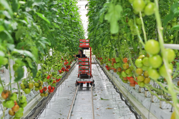 La culture de tomates sous serre ©INTERFEL