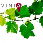Notre sélection pour la Foire aux Vins Lavinia