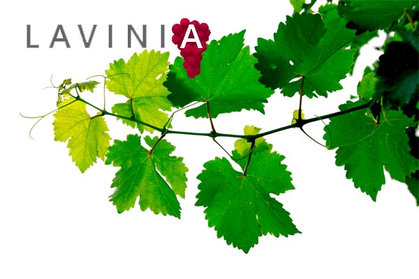 Foire aux Vins Lavinia 2018