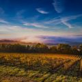 Brume dans le vignoble des vins liquoreux de Bordeaux ©JBNadeau