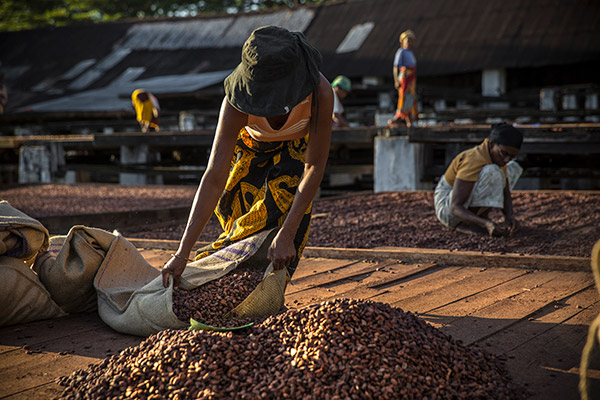 Plantation Millot cacao Madagascar