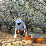 La Provence, terre d'apiculture