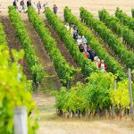 En septembre c’est Vignes, Vins, Randos en Val de Loire !